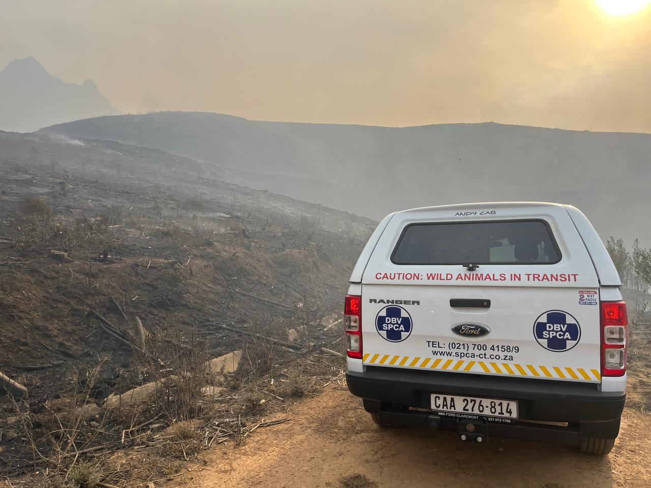 SPCA conducts wildlife search and rescue after fires in Cape Town
