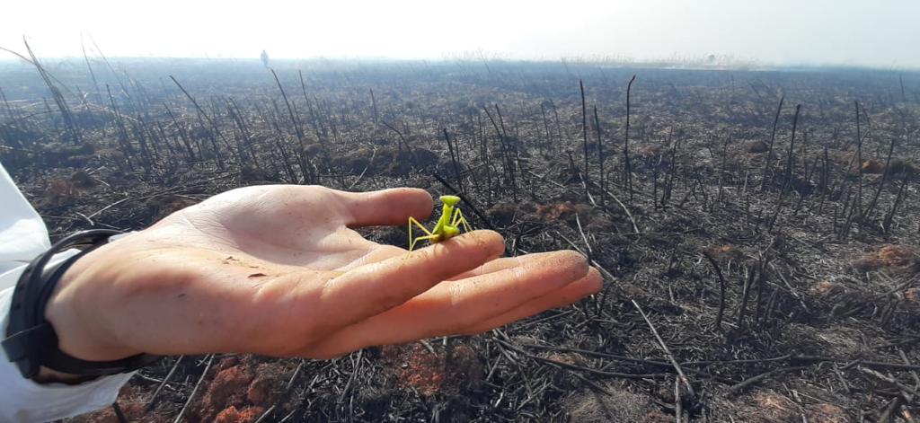 SPCA conducts wildlife search and rescue after fires in Cape Town