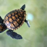 Adopt a tiny turtle: help a rescue return to the sea