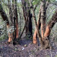 Lobby group calls fro SANParks to address Table Mountain bark stripping