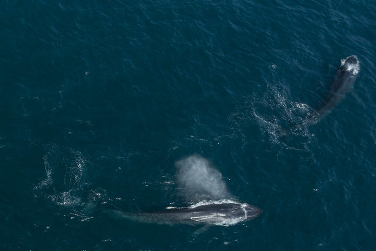 Meet the whales of South Africa's coast
