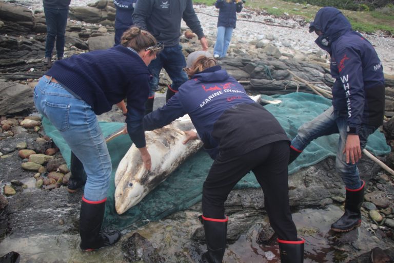 Where did the Cape's great whites go? A new study has the answers