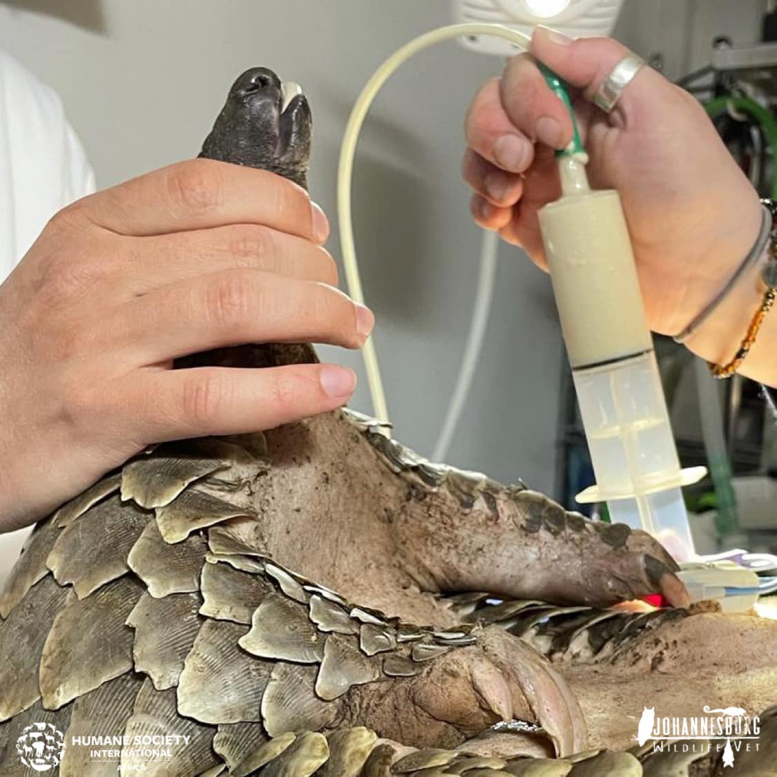 Pangolin attacked by leopard admitted to Johannesburg Wildlife Hospital