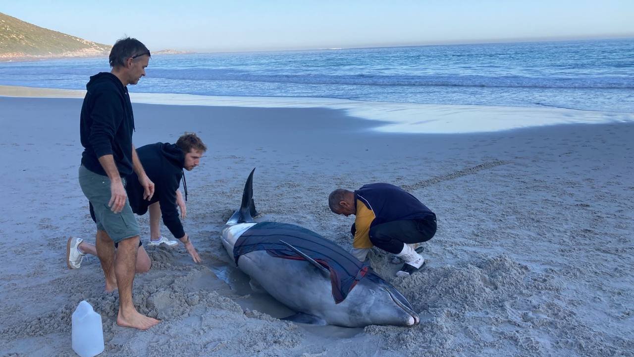 Stranded dolphins rescued from Cape Town beach