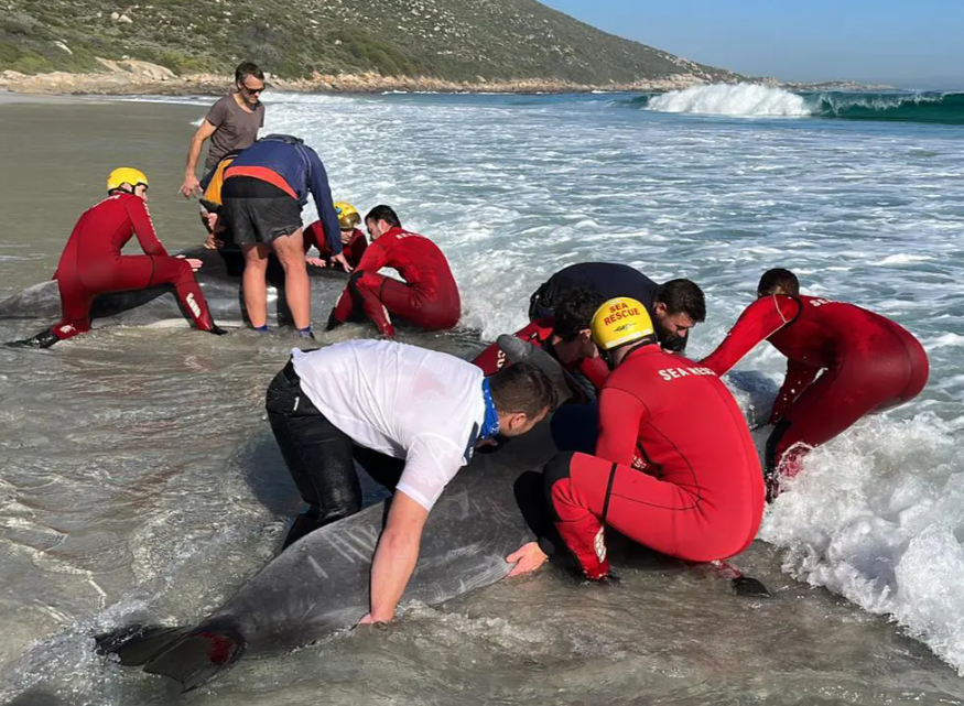 Stranded dolphins rescued from Cape Town beach 