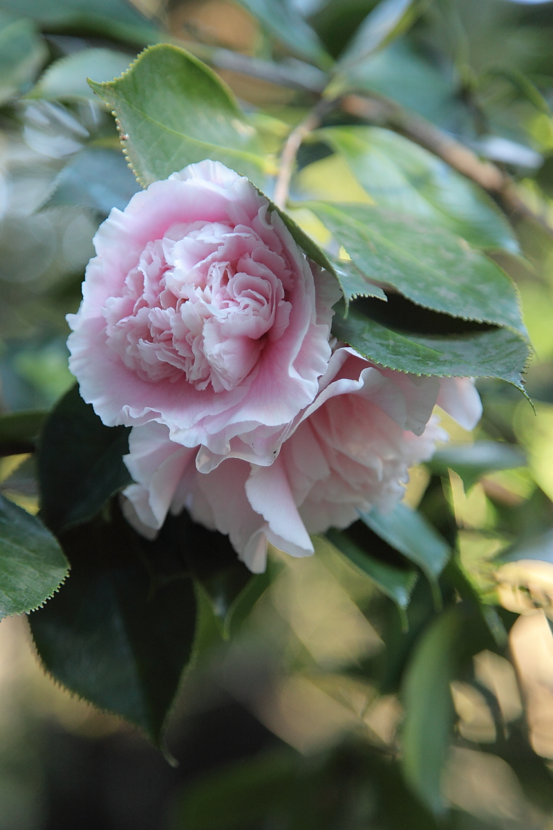 International Camellia Garden of Excellence