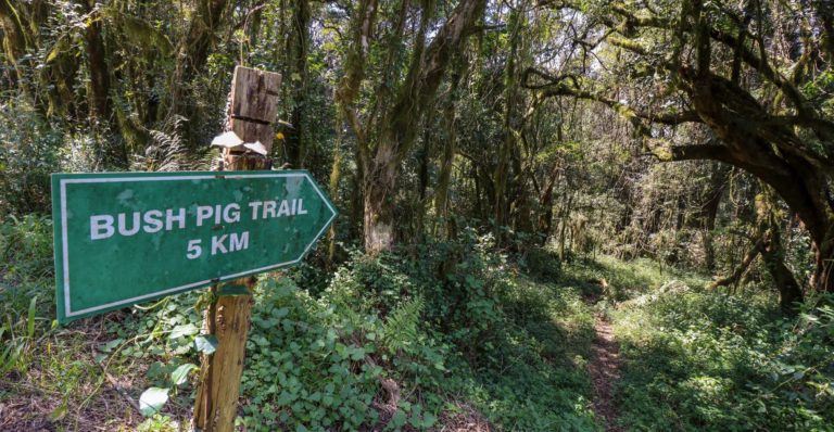 Mariepskop - Bush Pig Trail