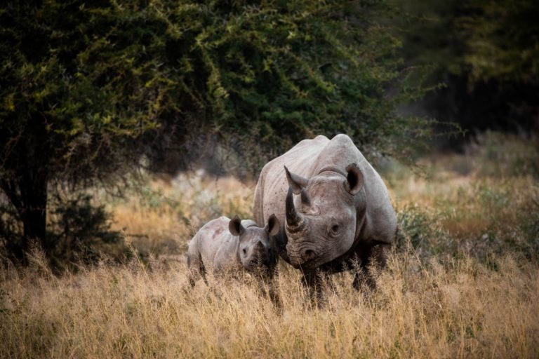 More than South African 250 rhino poached in 2022 so far