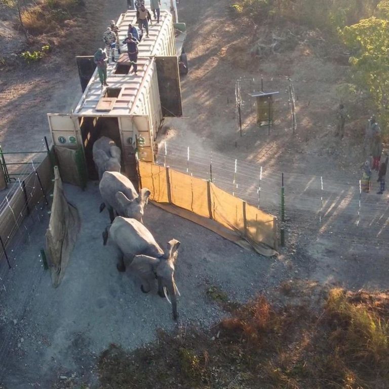 Malawi completes monumental translocation, moving 263 elephants