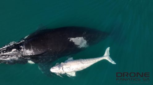 Southern right whale with rare brindle calf seen in Mossel Bay