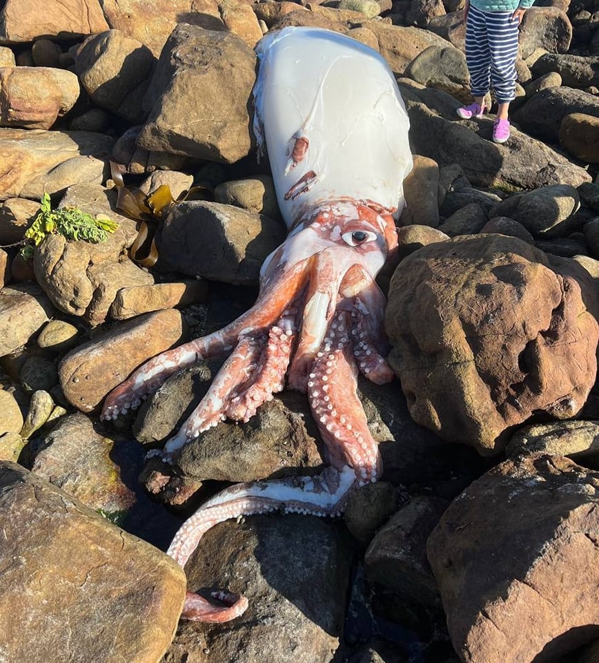 Another giant squid washes up in Cape Town