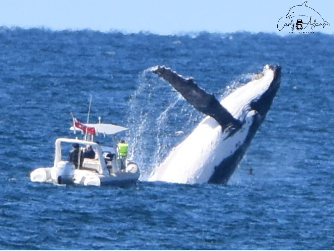 Humpback whale surprises boat crew in Australia