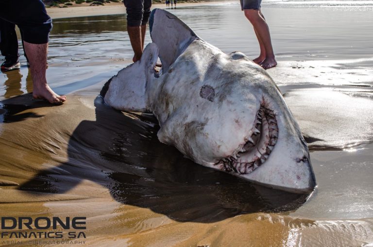 Port and Starboard strike again: great white washes up at Hartenbos