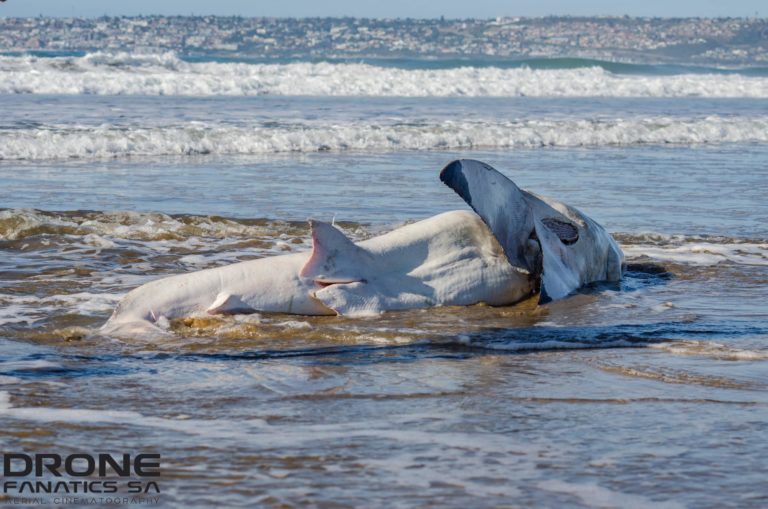 Port and Starboard strike again: great white washes up at Hartenbos