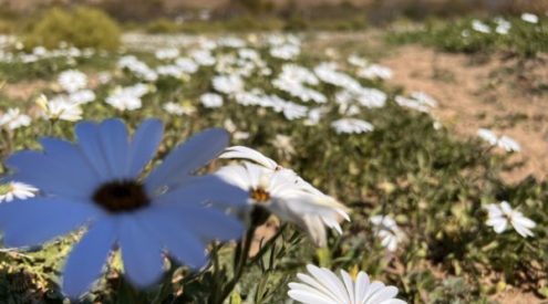 Enjo Farm is THE place in the Cederberg to see wildflowers this spring