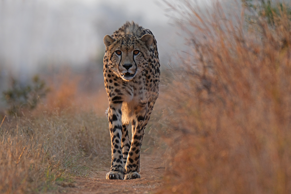 Cheetahs released on Babanango