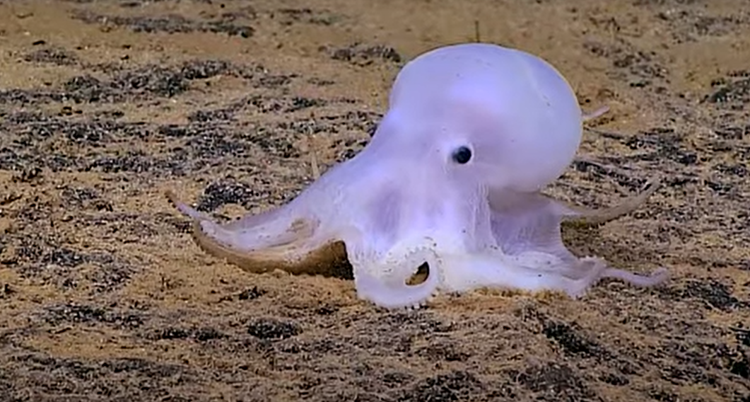 Meet Casper, the ghostly octopus lurking in Hawaii's oceans