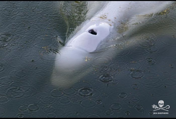Rare beluga whale trapped in France's iconic River Seine