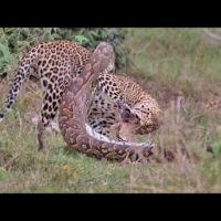 Python and leopard have tense standoff in Masai Mara