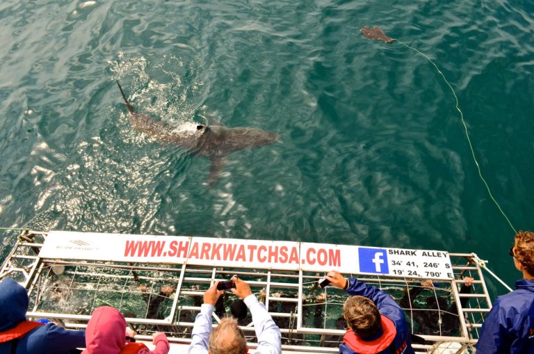 Minister proposes chumming during shark cage diving closer to shore
