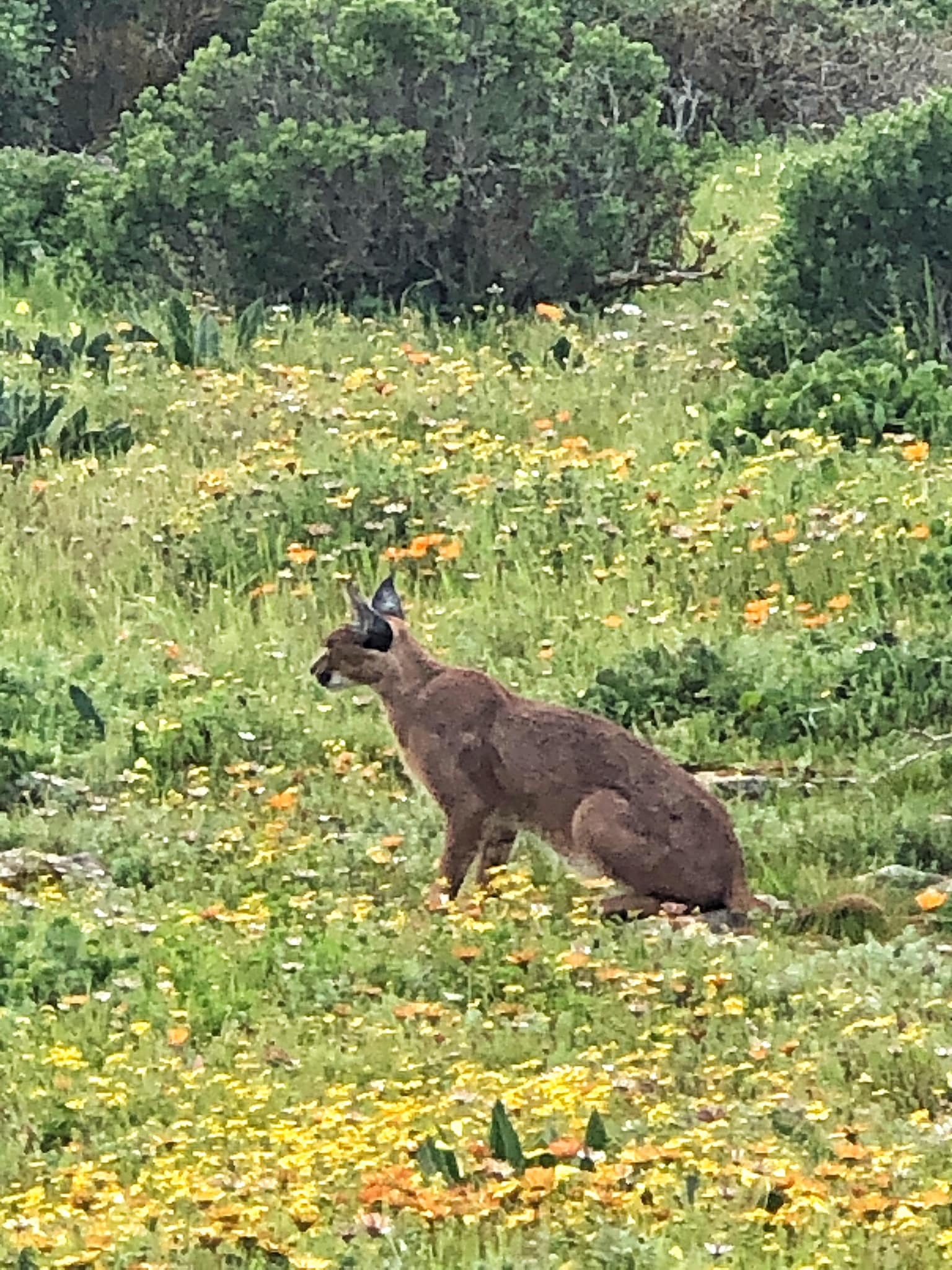 The perfect springtime sighting? A caracal in the wildflowers 