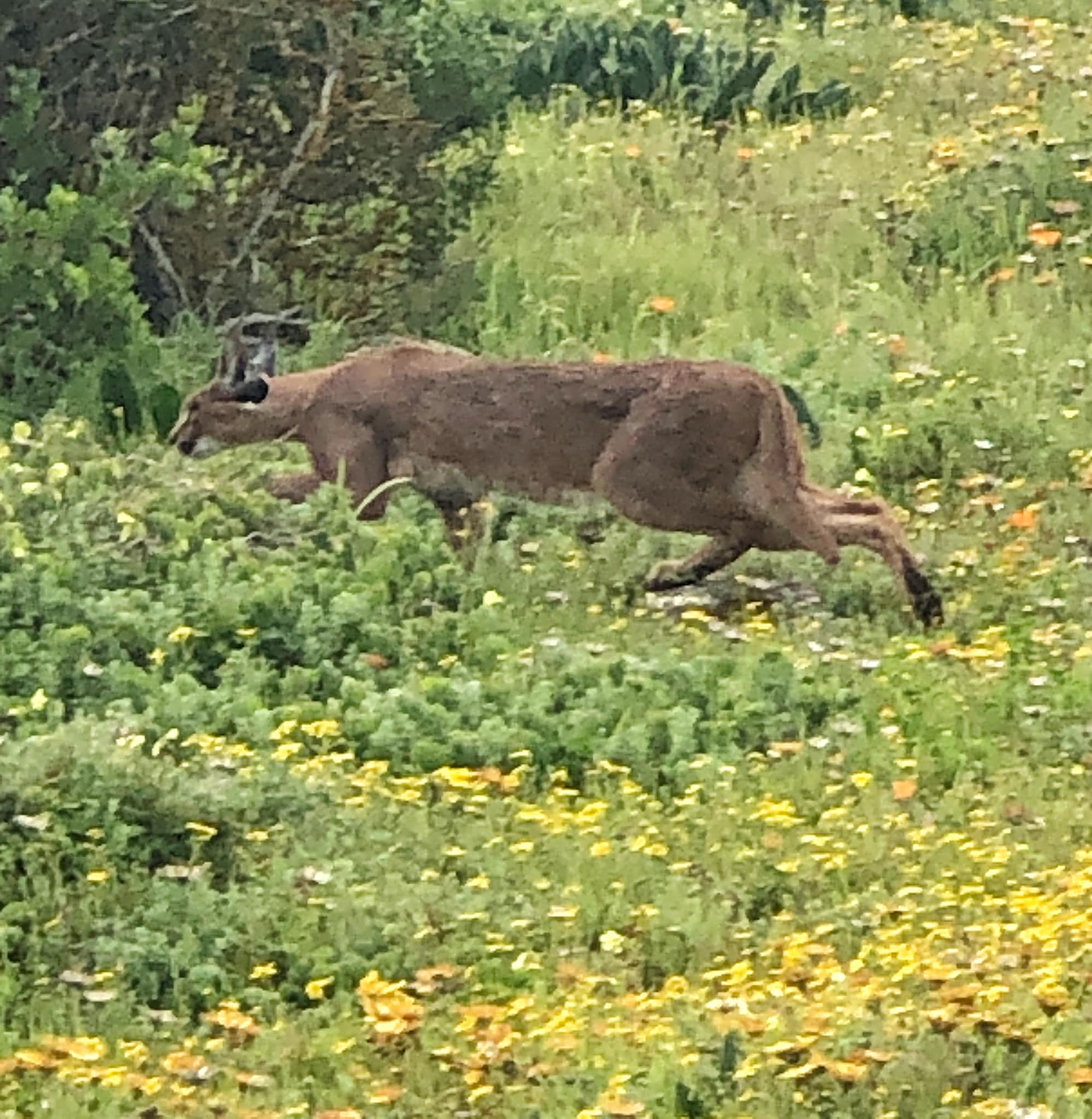 The perfect springtime sighting? A caracal in the wildflowers 