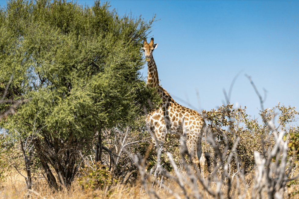 Suzuki jimny safari Botswana