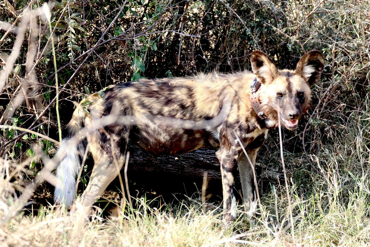 Sweni Trail Kruger
