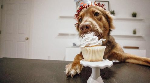 Cape Town's President Hotel is hosting a Doggy High Tea