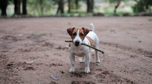 Pet Insurance for Dogs Jack Russell