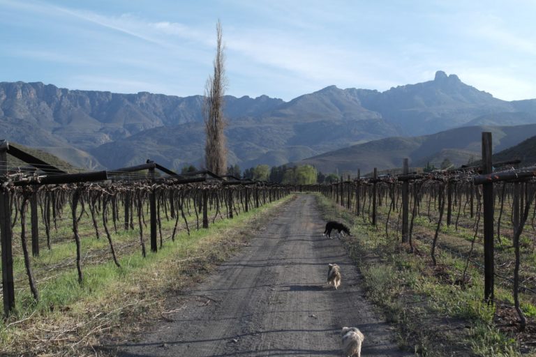The Klein Karoo Wine Route: Everything you need to know
