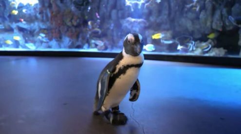 24-year-old African Penguin walks again thanks to new sandals