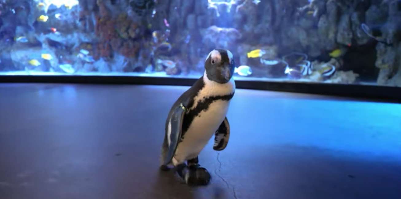 24-year-old African penguin walks again thanks to new
sandals