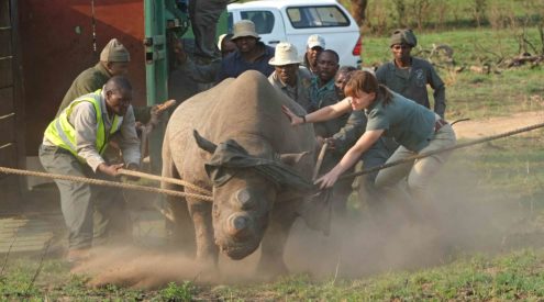 Four orphaned Black Rhino get their second chance with release back into the wild