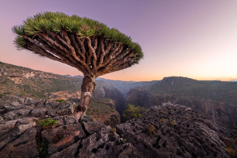 The island of Socotra