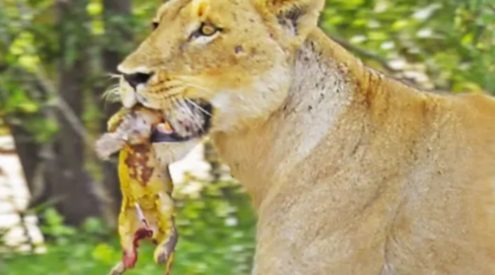 Rare lion birth caught on camera at Malamala game reserve