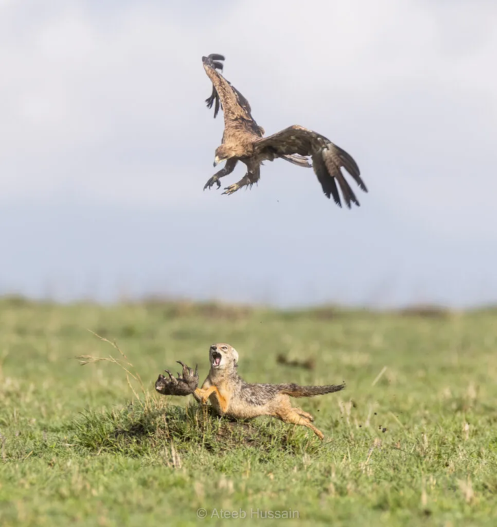 Jackal mom snatches pup from the claws of a tawny eagle