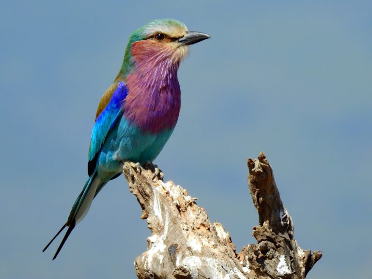 birding in Kruger