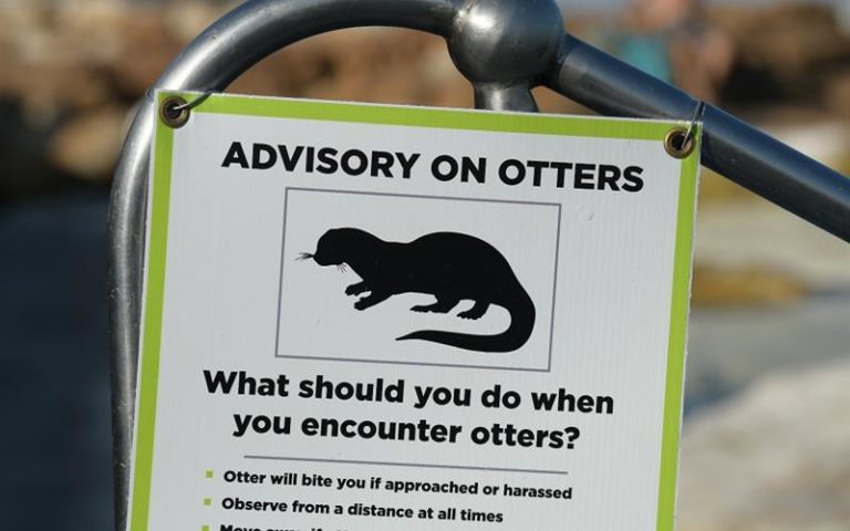 do not touch the otters