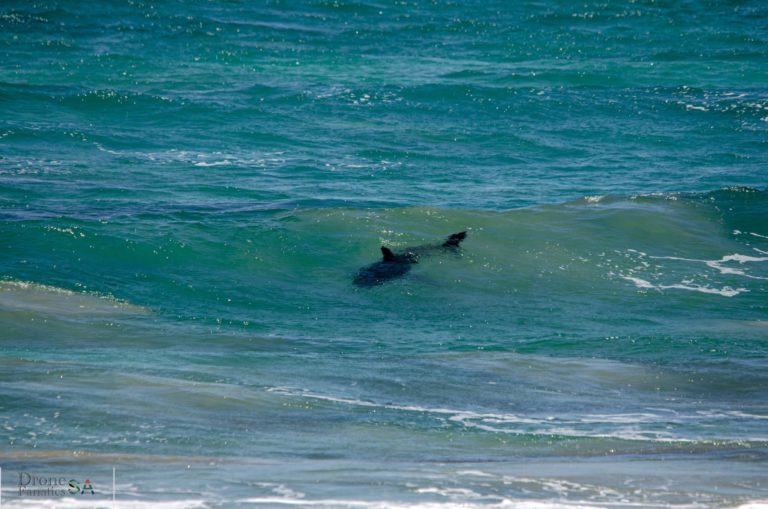 Beachgoers seen swimming in Mossel Bay despite shark sighting