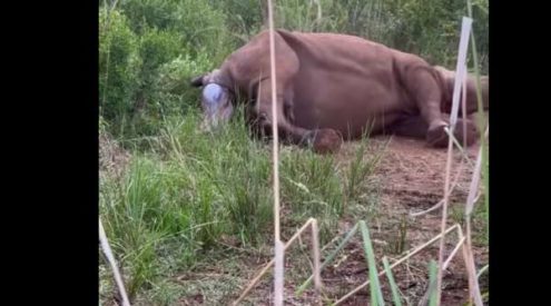 Rehabilitated orphan rhino gives birth to bull calf