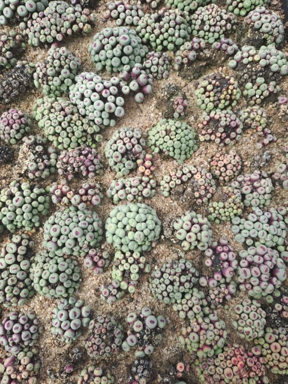 Poacher arrested with R1.6 million worth of succulents
