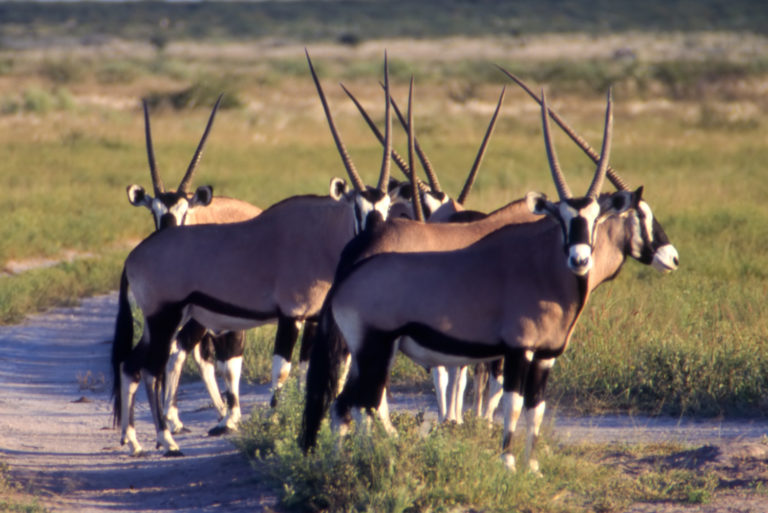 southern african lodges