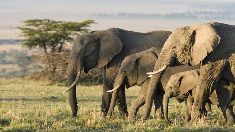 africa adventure royal safari garden