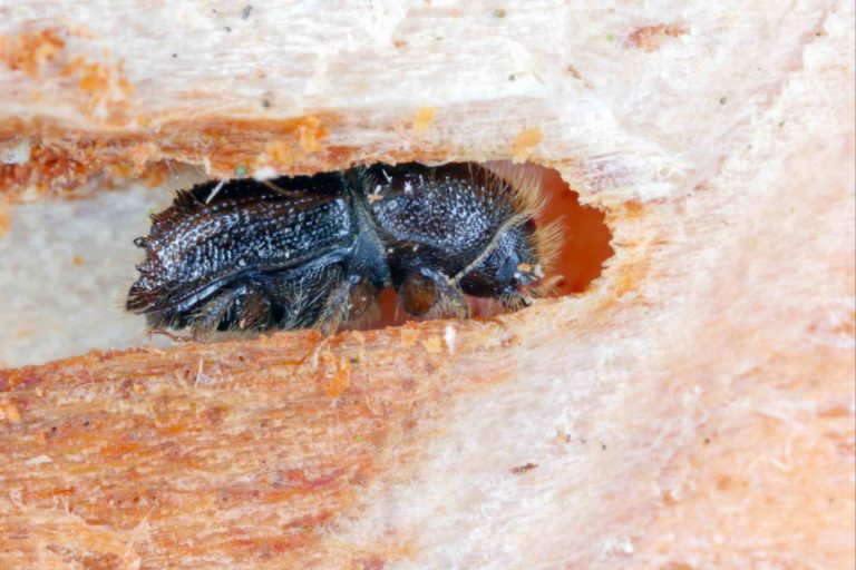 City of Cape Town urges residents to inspect trees for invasive beetle
