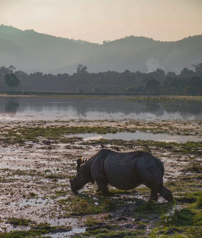 Kaziranga rhino