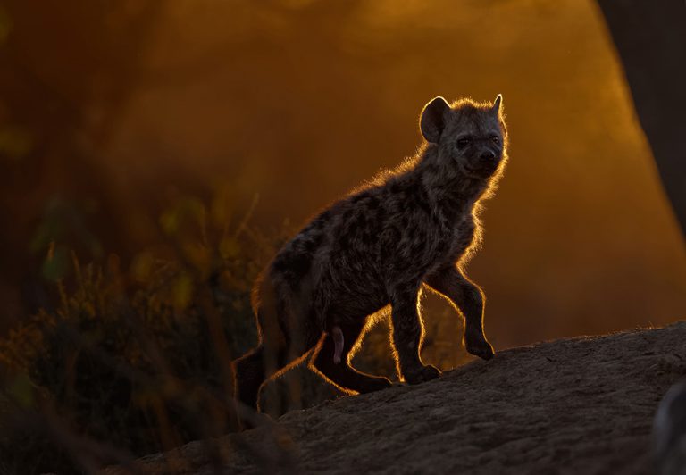 Hyena