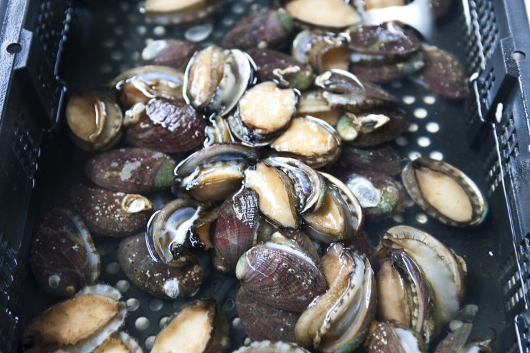 abalone poachers