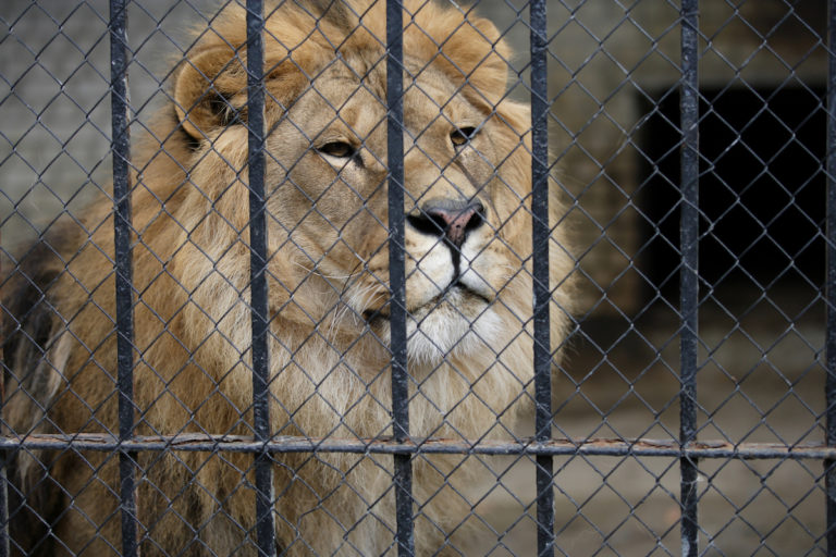 South Africa big cats