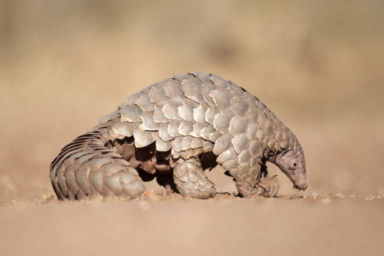 illegally possessing pangolin